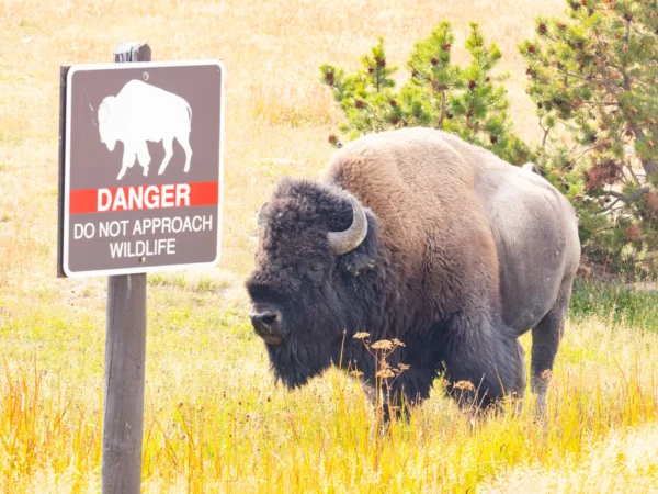 Yellowstone Bison Gores Visitor Who Ignored Safety Guidelines