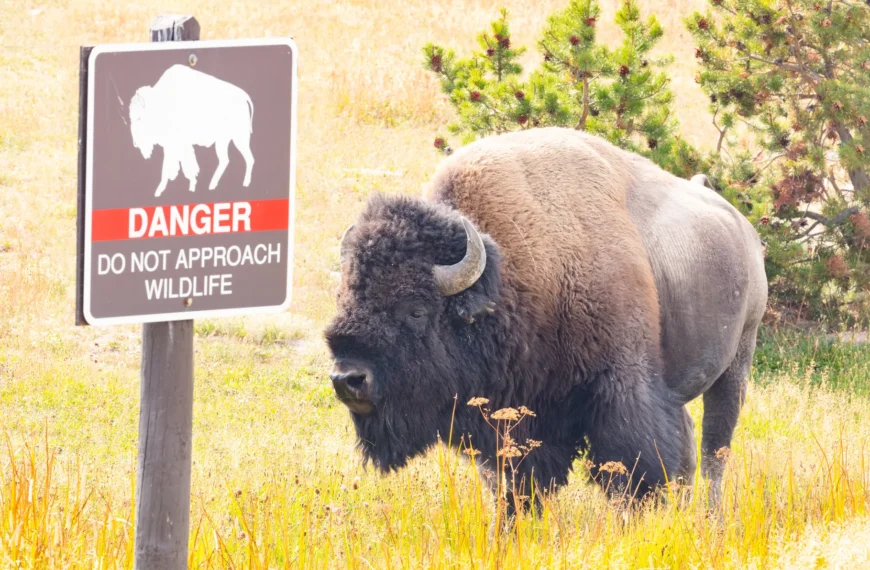 Yellowstone Bison Gores Visitor Who Ignored Safety Guidelines