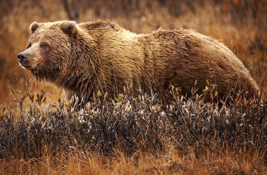 Hunter Mistakenly Kills Grizzly Bear in North Idaho, Self-Reports to Wildlife Officials
