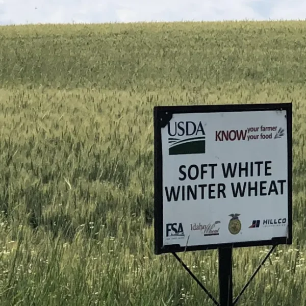 Idaho Secures $1.2 Billion Wheat Export Deal With Taiwan