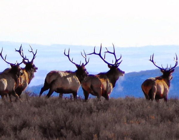 Surprising Facts About Idaho’s Deer and Elk