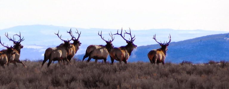 banner_bull-elk-running