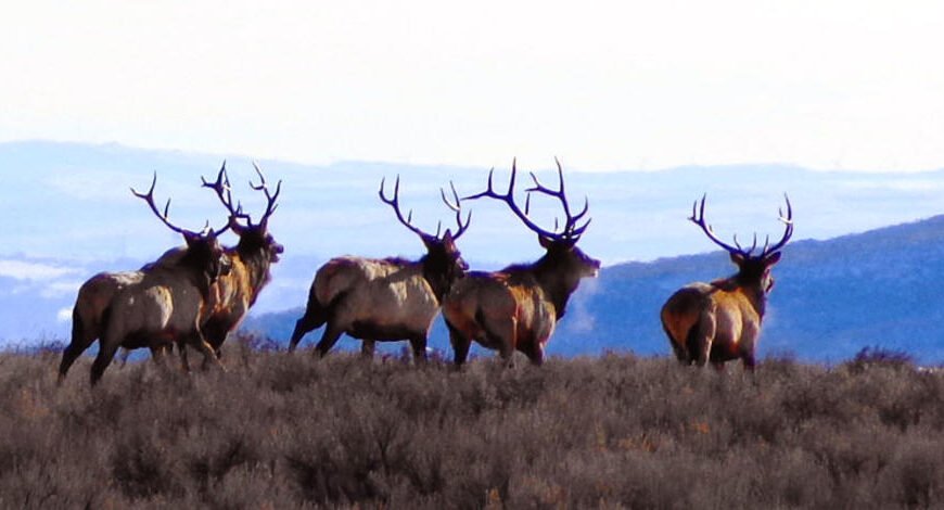Surprising Facts About Idaho’s Deer and Elk