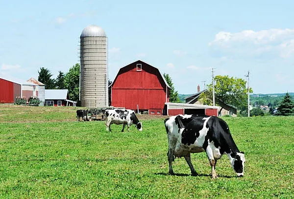 Ranchers Decry Trump’s Plan to Import Beef from Argentina Amid Record Prices