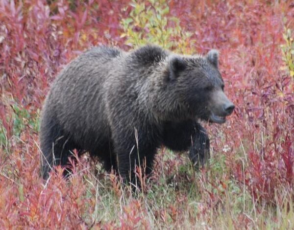 Bear Injures Hiker Near Squirrel Creek in Fremont County