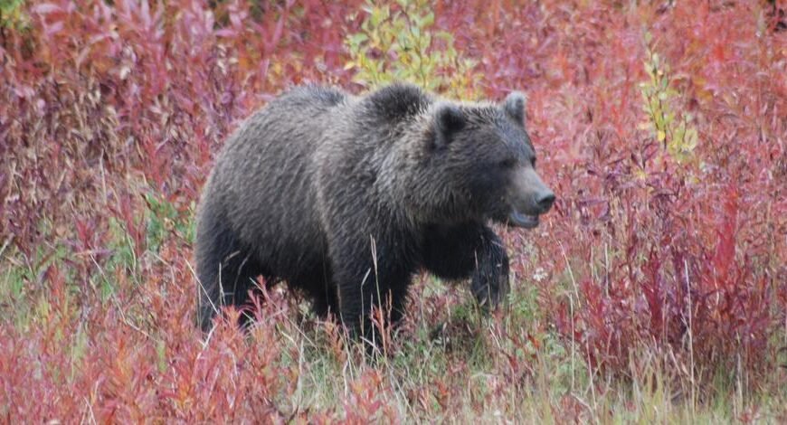 Bear Injures Hiker Near Squirrel Creek in Fremont County