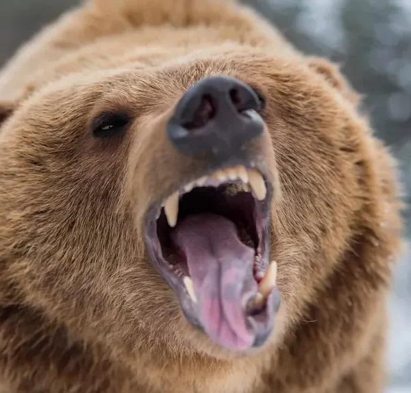 Idaho Hunter Fatally Shoots Charging Grizzly in Self-Defense