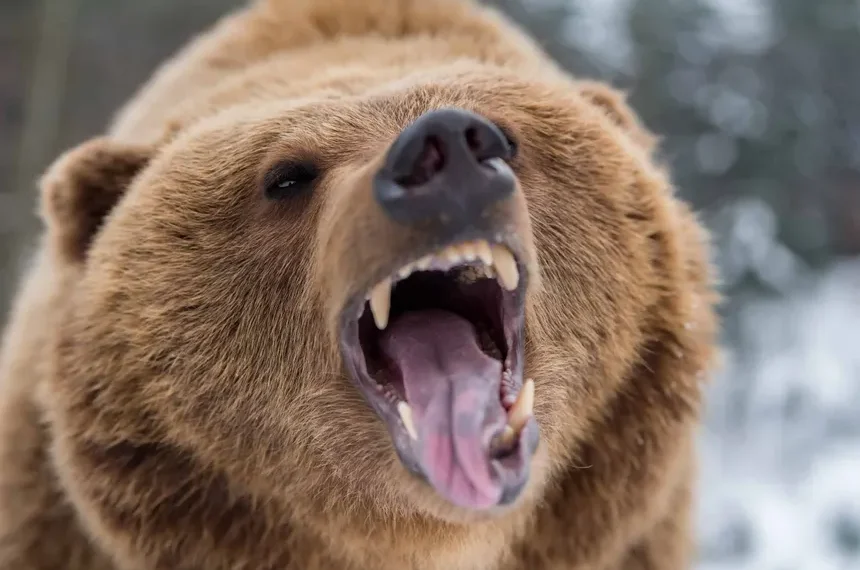 Idaho Hunter Fatally Shoots Charging Grizzly in Self-Defense