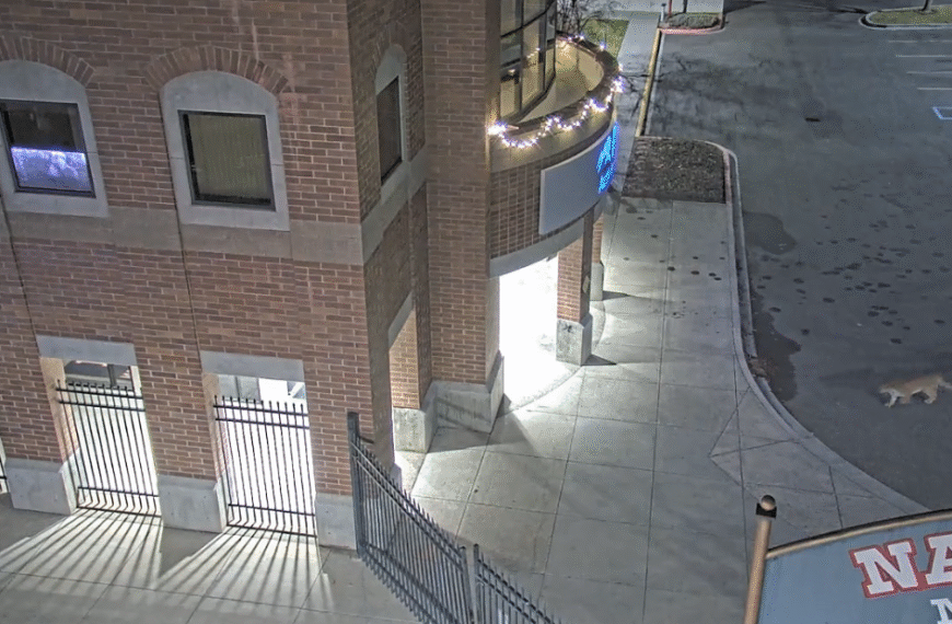 Mountain Lion Euthanized After Sightings Within Lewiston City Limits