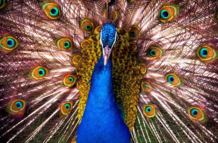 Impact of U.S. Air Strikes on Tehran Residents