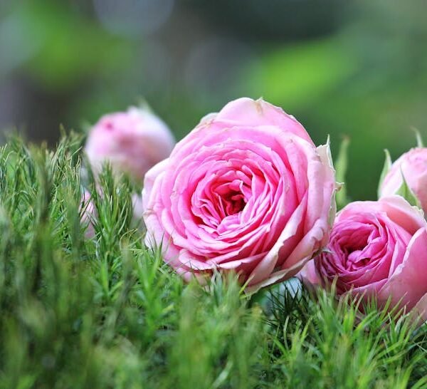 Israeli Special Forces Raid in Lebanon Results in Casualties