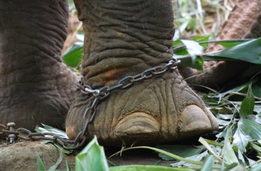 Bangladeshi National Extradited to U.S. in Major Child Exploitation Case