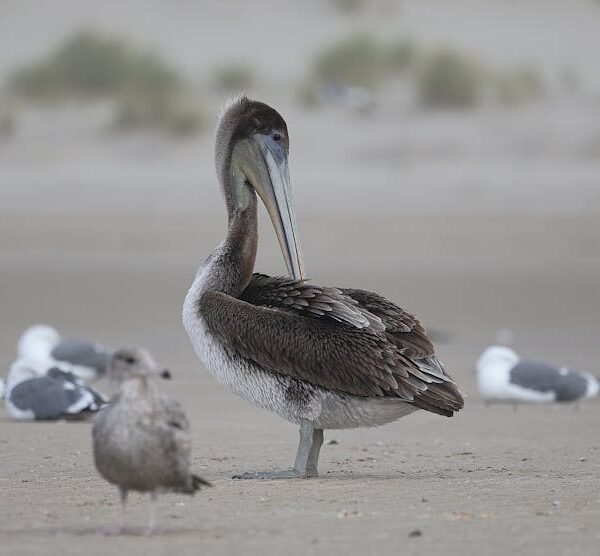 Oregon Increases Lodging Tax to Support Wildlife Conservation