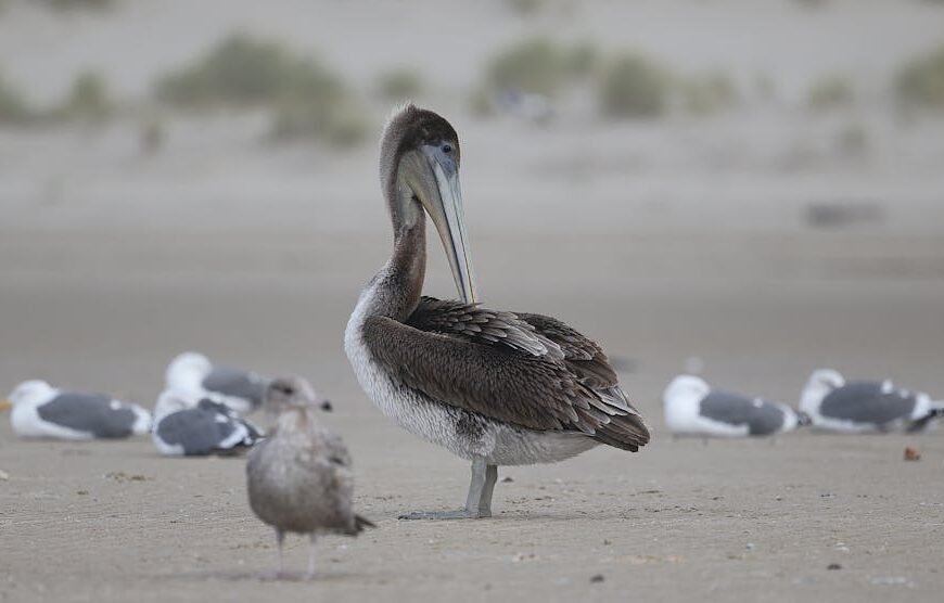 Oregon Increases Lodging Tax to Support Wildlife Conservation