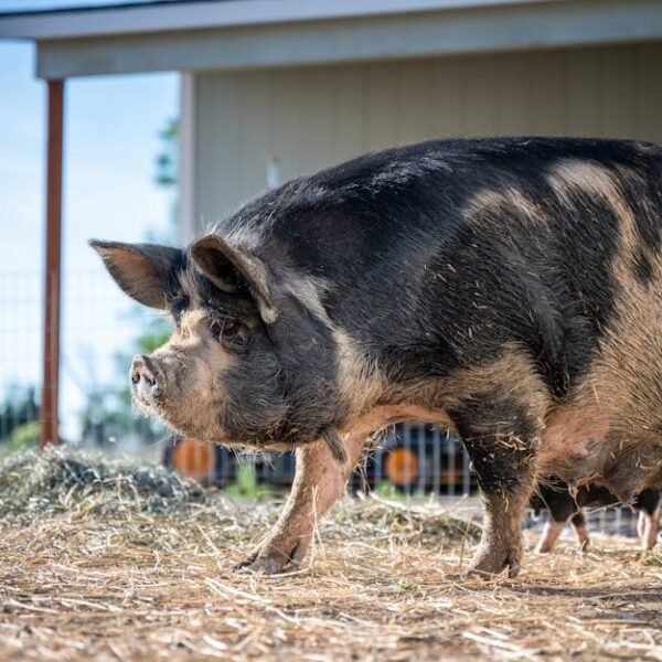 Idaho Senate Moves Forward with Bill to Expedite Infant Safety Checks