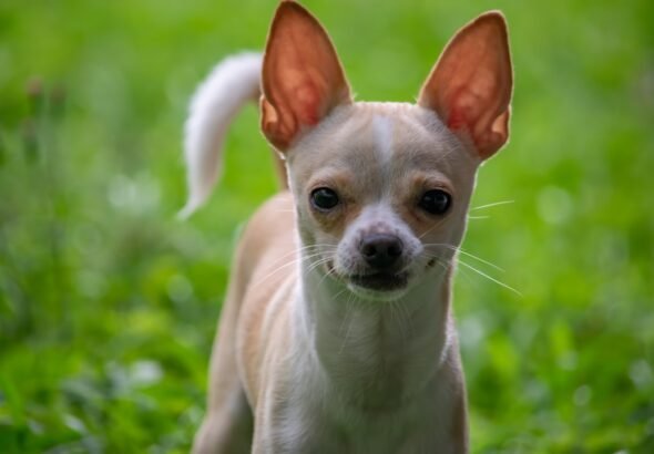 2-us-embassy-trainers-and-2-mexican-agents-die-in-