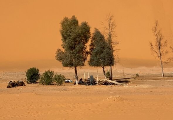 feds-pitch-wild-horse-removals-new-herd-plans-to-e