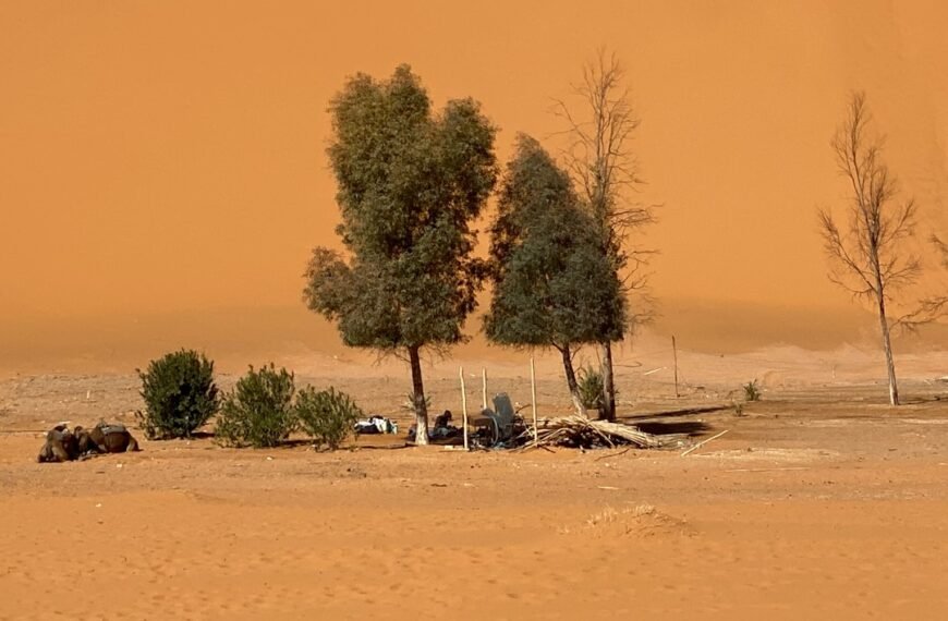 Feds pitch wild horse removals, new herd plans to ease impacts on 750K acres of the Red Desert