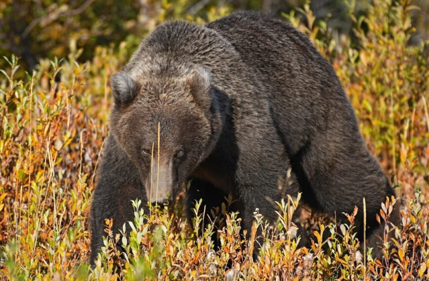 Pair of grizzly cubs kick off busy year in ESA delisting activity