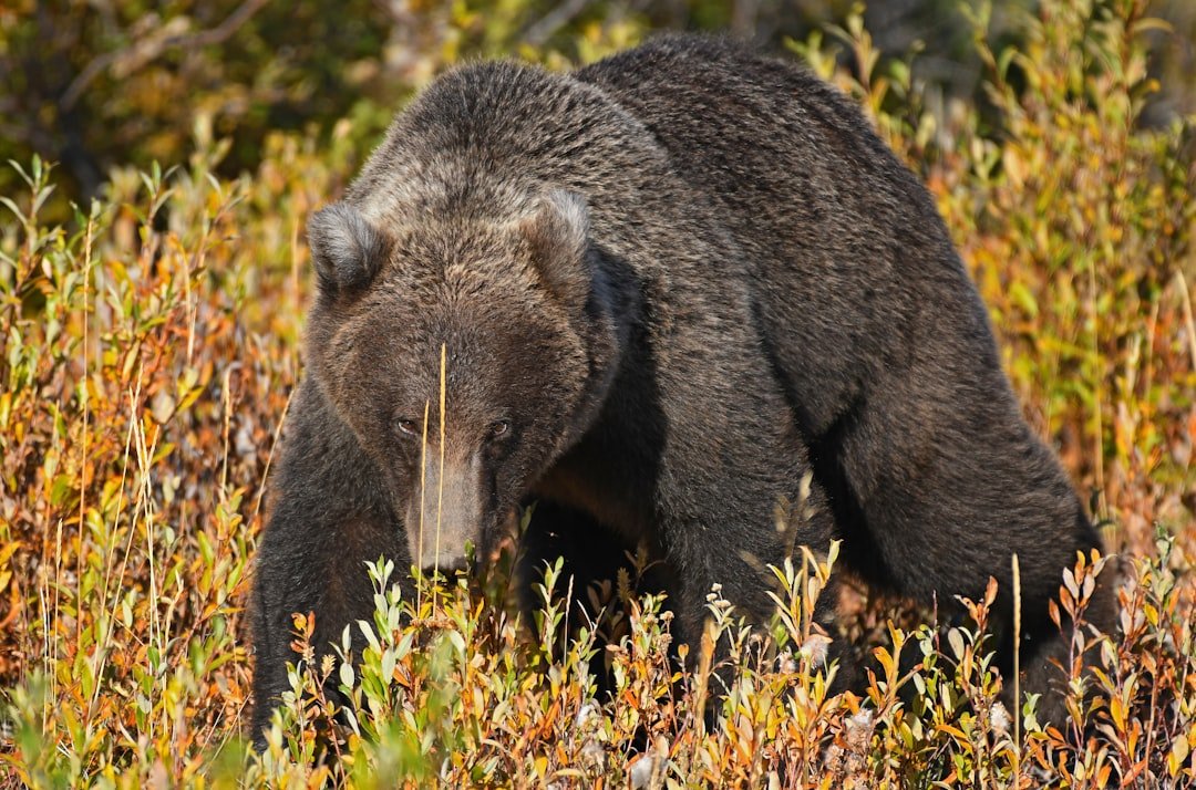 pair-of-grizzly-cubs-kick-off-busy-year-in-esa-del