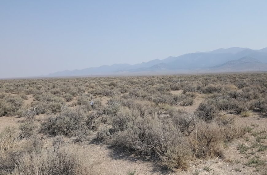 Scientists search for big answers about a little bunny that relies on disappearing sagebrush