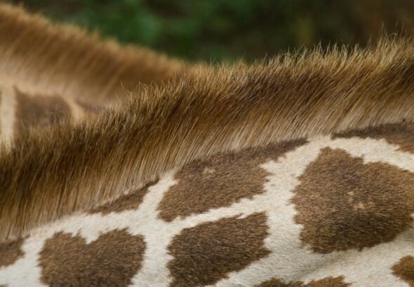 wyoming-mule-deer-hunters-resist-shedding-antler-r