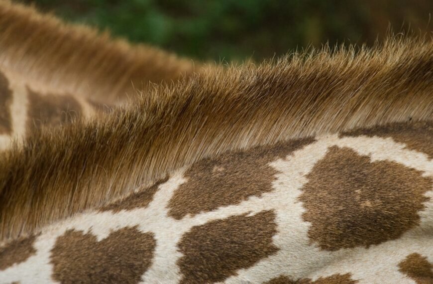 Wyoming mule deer hunters resist shedding antler restrictions biologists say are no longer needed