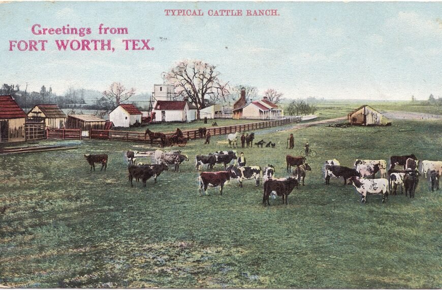 Cattle on a ranch