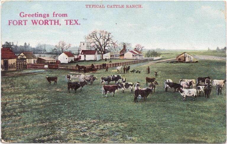 Cattle on a ranch