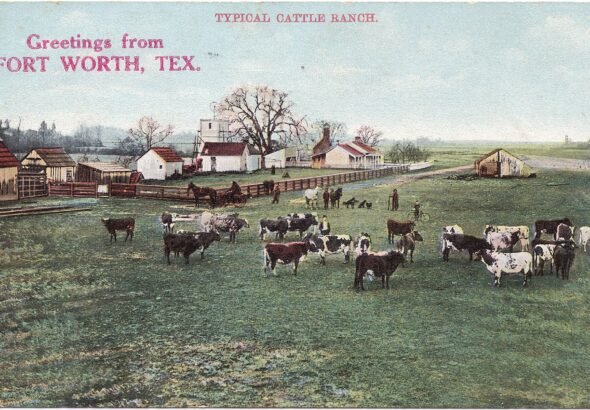 Cattle on a ranch